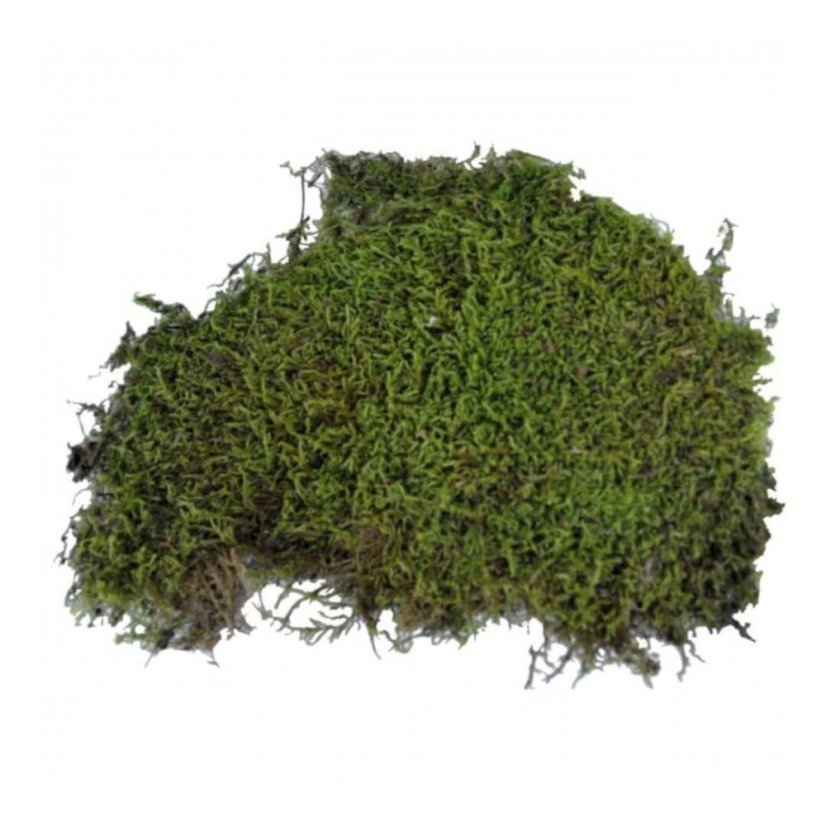 Lucky Reptile Vivarium Moss 150 g - prírodný mach do terária