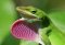 Anolis Carolinensis