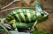 Chamaeleo Calyptratus