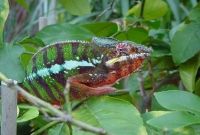 Furcifer Pardalis