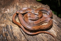Elaphe (Coleognathus) Helena
