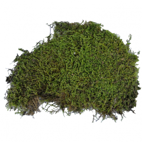Lucky Reptile Vivarium Moss 150g