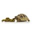 HabiStat Tortoise Food Meadow Mix-želva a granule