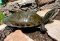 Trachemys Sp.