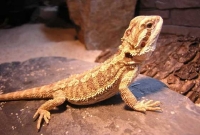 Pogona Vitticeps