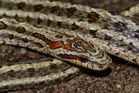 Elaphe Bimaculata