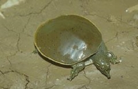 Apalone Sp.-Kožnatky