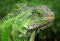 Iguana Iguana