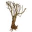 Lucky Reptile Savannah Bush - Varianta: cca 40 cm