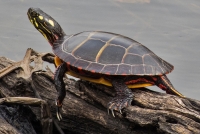 Chrysemys Picta Dorsalis