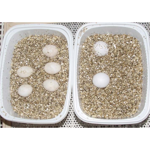 Lucky Reptile Vermiculite - Varianta: 1l