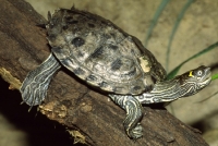 Graptemys Pseudogeographica Kohnii