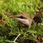 Lucky Reptile Vivarium Moss 150 g - prírodný mach do terária