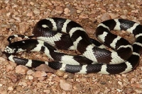 Lampropeltis Getulus Californiae