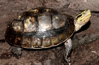 Cuora Amboinensis