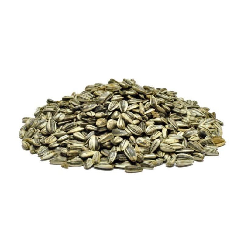 Slnečnica žíhaná