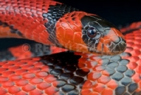 Lampropeltis Triangulum SSP.-korálovky