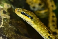 Elaphe (Orthriophis) Taeniurus