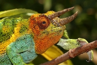 Chamaeleo Johnstoni