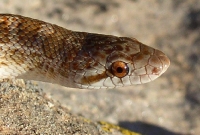 Arizona Elegans
