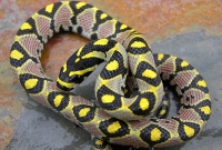 Elaphe (Euprepiophis) Mandarinus