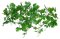 Lucky Reptile Jungle Vine - Varianta: Gape Leaf Vine cca 200 cm