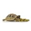 HabiStat Tortoise Food Fruit & Flower– želva a granule