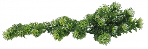 Lucky Reptile Turtle Plants - Varianta: Horn Fern cca 40 cm Lucky Reptile Turtle Plants - Varianta: Horn Fern cca 40 cm