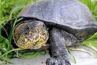 Kinosternon Sp.-Klapavky