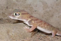 Teratoscincus Microlepis