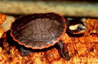 Emydura Albertisii