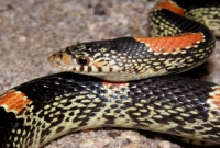 Rhinocheilus Lecontei