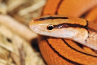 Elaphe (Oreophis) Porphyraceus