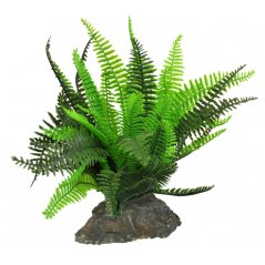 Lucky Reptile Fern 25cm