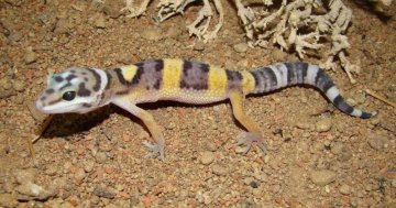 Leopard Gecko