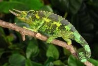 Chamaeleo (Trioceros) Jacksoni Merumontana