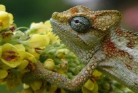 Chamaeleo Hoehnelii