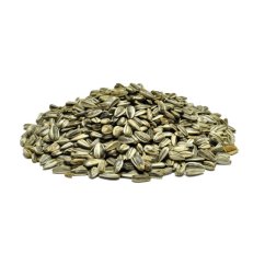 Slnečnica žíhaná