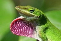 Anolis Carolinensis