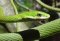 Opheodrys Aestivus