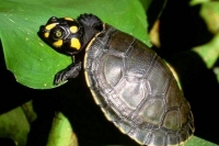 Podocnemis Unifilis