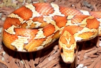 Pantherophis Guttatus (Elaphe Guttata)