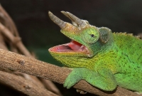 Chamaeleo (Trioceros) Deremensis