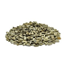 Slnečnica žíhaná