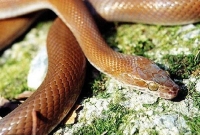 Lamprophis (Boadeon) Fuliginosus