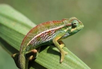 Chamaeleo Ellioti