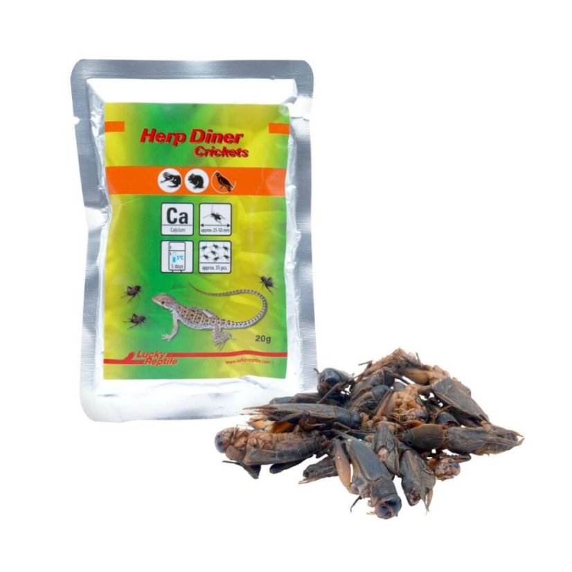 Lucky Reptile Herp Diner – svrčky