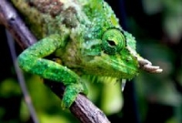 Chamaeleo (Trioceros) Quadricornis