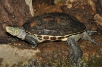 Ocadia Sinensis