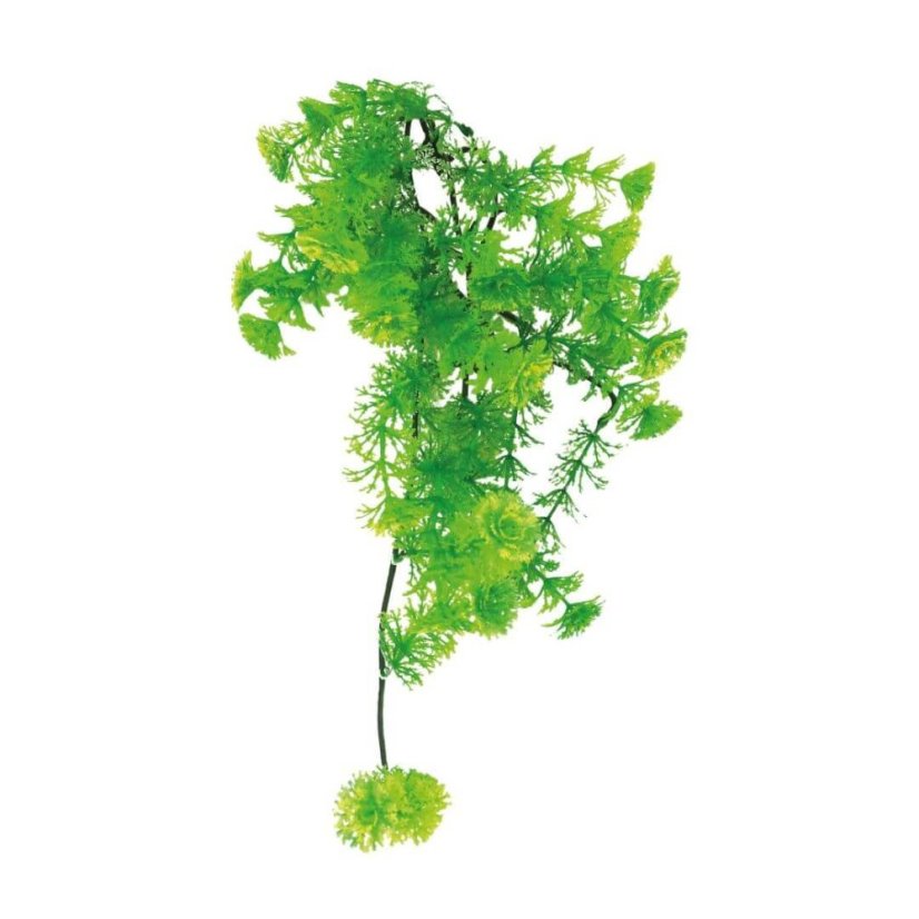 Lucky Reptile Turtle Plants - Varianta: Horn Fern cca 40 cm